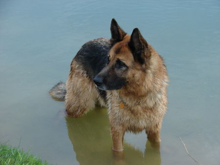 Deutscher Schäferhund Jerry Lee: Eigentlich sollte ich ein Seehund werden, denn Wasser ist mein Element!