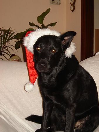 Deutscher Schäferhund Rocko macht den Weihnachtshund