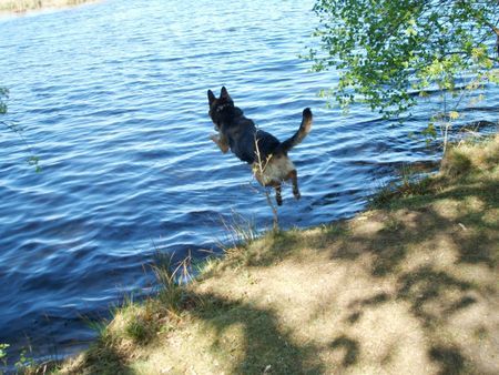 Deutscher Schäferhund Asta fliegt