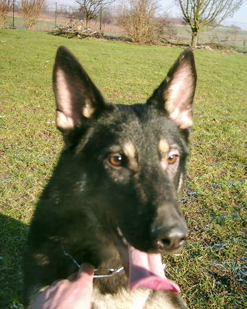 Deutscher Schäferhund Josef vom Klostersee