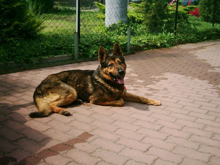 Deutscher Schäferhund Xando von der Eisenkaute