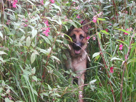 Deutscher Schäferhund  Biene ca.1 Jahr