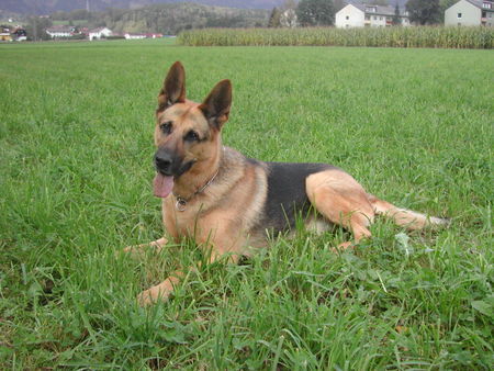 Deutscher Schäferhund Bienes bester Freund Hari