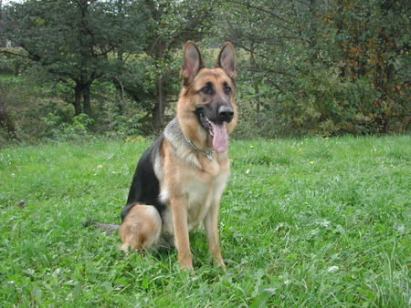 Deutscher Schäferhund Meine süße Biene