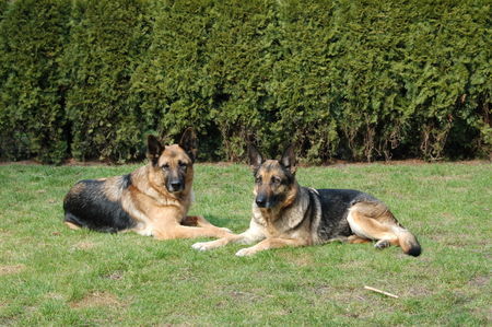 Deutscher Schäferhund Meine zwei Großen: Jerry Lee & Wolf's Quenna