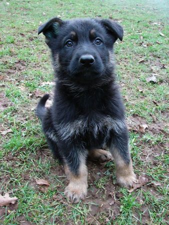 Deutscher Schäferhund Farouk du Domaine de ChÃ´des