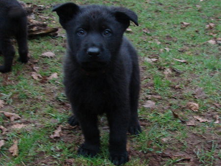 Deutscher Schäferhund Frodo du Domaine de ChÃ´des