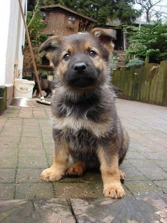 Deutscher Schäferhund Fosco du Domaine de ChÃ´des