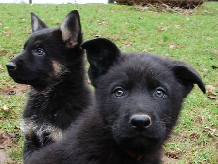 Deutscher Schäferhund Welpen