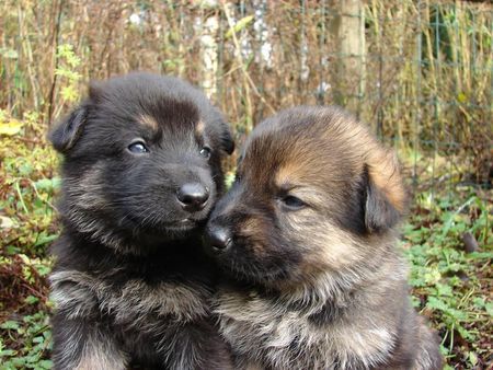 Deutscher Schäferhund Welpen aus Domaine de Chôdes