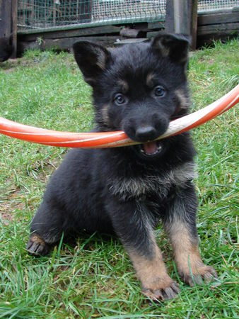 Deutscher Schäferhund Farouk du Domaine de Chôdes