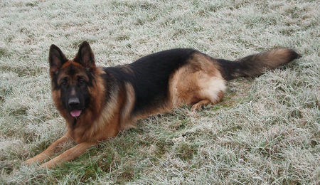 Deutscher Schäferhund Der erst Frost 2005, Bexter mittendrin