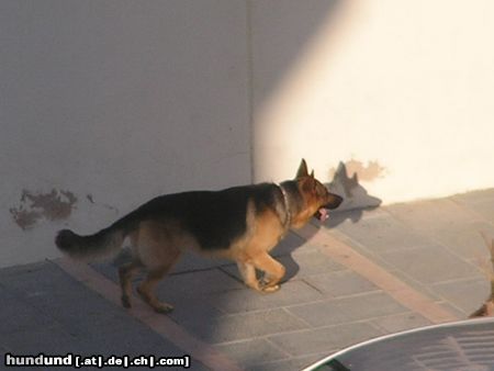 Deutscher Schäferhund in Spanien (Marbella)