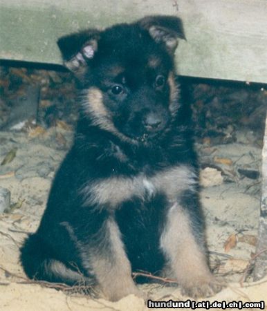 Deutscher Schäferhund Diddl v. d. Germanen (7 Wo.)