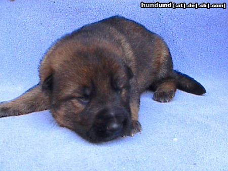 Deutscher Schäferhund Donar v.d. Germanen