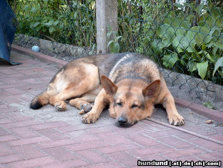 Deutscher Schäferhund Drago I