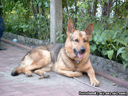 Deutscher Schäferhund Drago II