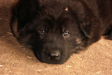 Deutscher Schäferhund Duke von der Hettlingshöhe 5 Wochen