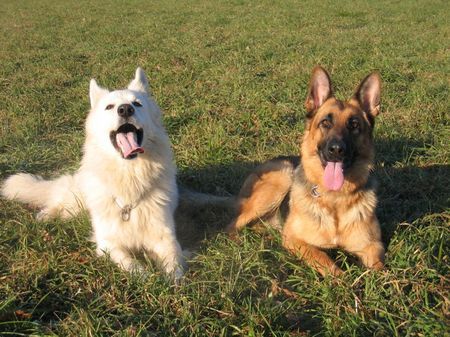 Deutscher Schäferhund Biene und enox