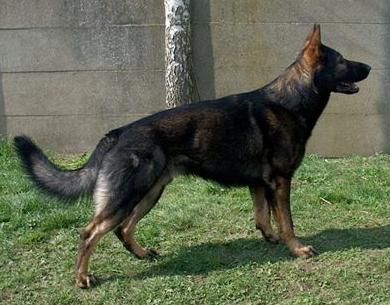 Deutscher Schäferhund Enzo (du Domaine de Chôdes)