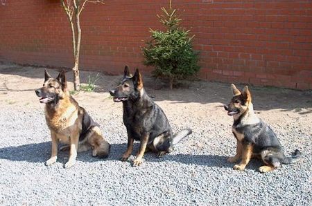 Deutscher Schäferhund Benji, Enzo und Fosco (Domaine de Chôdes)