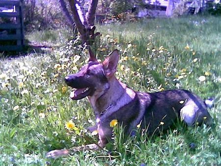 Deutscher Schäferhund Farah Trauntor