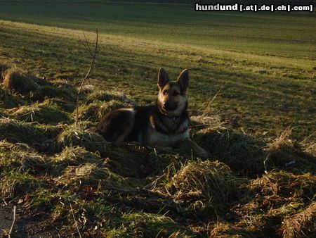 Deutscher Schäferhund meine Ricci vom Schloß Richthof mit 10 Monaten