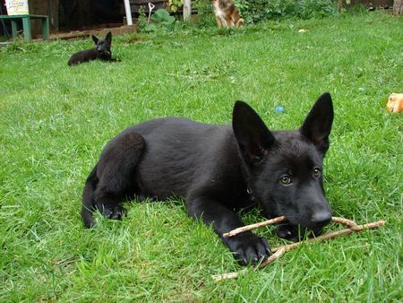 Deutscher Schäferhund Hündin (10 Wo.)  im schwarzen Kleid.