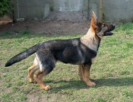 Deutscher Schäferhund Fosco (du Domaine de Chôdes)