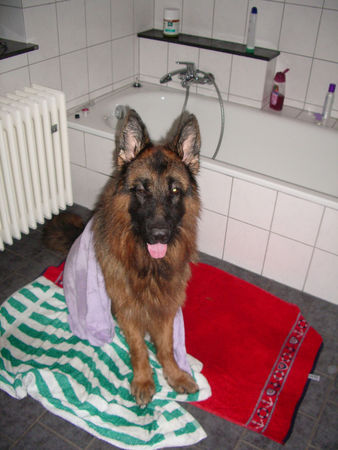 Deutscher Schäferhund Baden muss auch mal sein...