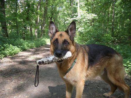 Deutscher Schäferhund Ben (Bingo vom Schloß Weitmar) 1993- 28.09.2004