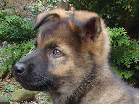 Deutscher Schäferhund Franko du Domaine de Chodes