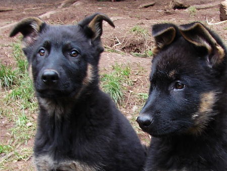 Deutscher Schäferhund Flinn & Farouk du Domaine de Chodes