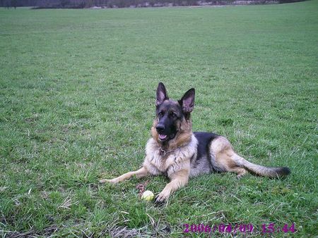 Deutscher Schäferhund Das ist meine Troya