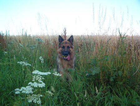 Deutscher Schäferhund Der Hacky