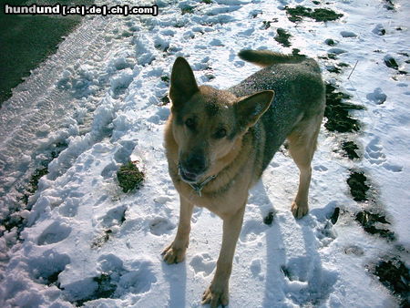 Deutscher Schäferhund Drago III