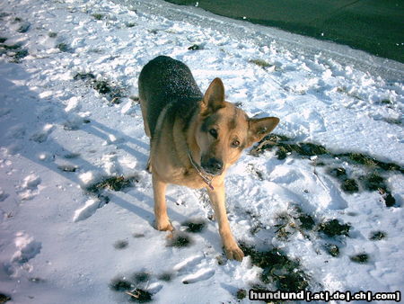 Deutscher Schäferhund Drago IV