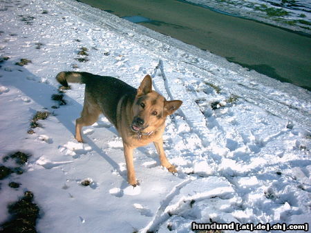 Deutscher Schäferhund Drago V