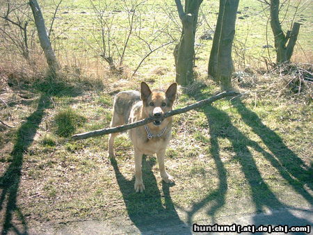 Deutscher Schäferhund Drago VI