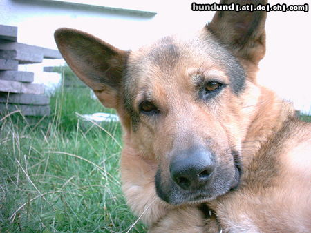 Deutscher Schäferhund Drago VII