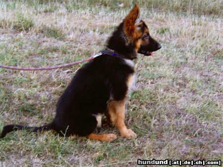 Deutscher Schäferhund Ares v. Macdiboia - jung