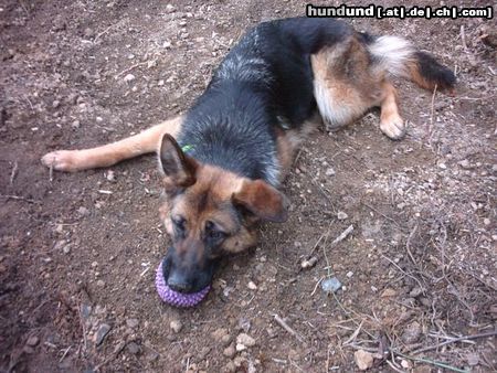 Deutscher Schäferhund Chica die Hündin meiner Schwester