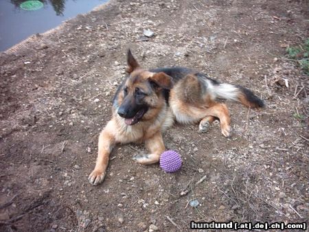 Deutscher Schäferhund Chica die Hündin meiner Schwester