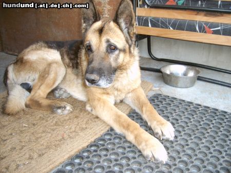 Deutscher Schäferhund jerry lee