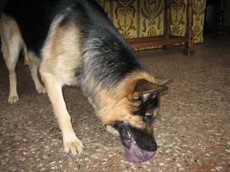 Deutscher Schäferhund Mampf... der ball schmeckt gut