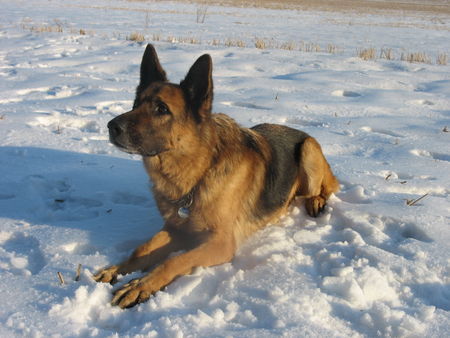 Deutscher Schäferhund Die Liebe meines Lebens: Jerry Lee