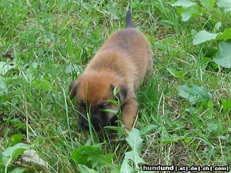 Deutscher Schäferhund Rex 3 Wochen alt.