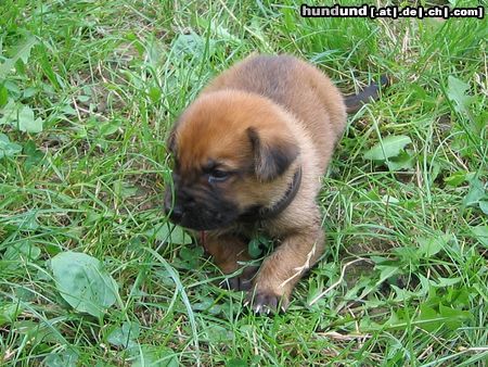 Deutscher Schäferhund