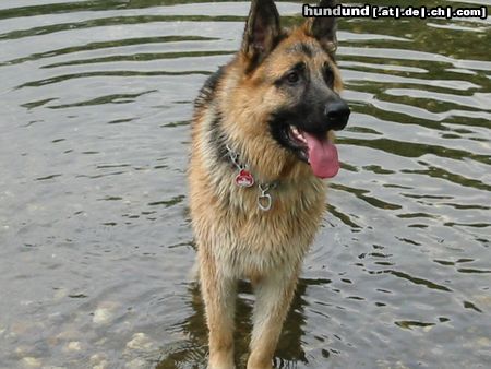 Deutscher Schäferhund Zakk