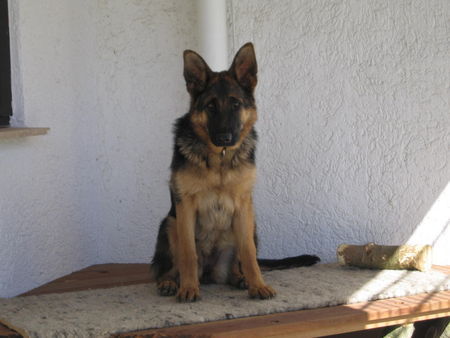 Deutscher Schäferhund Elina etwas älter